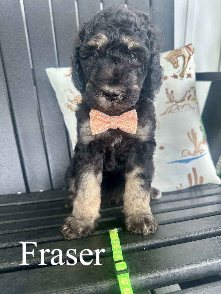 Fraser (Green collar) 1
